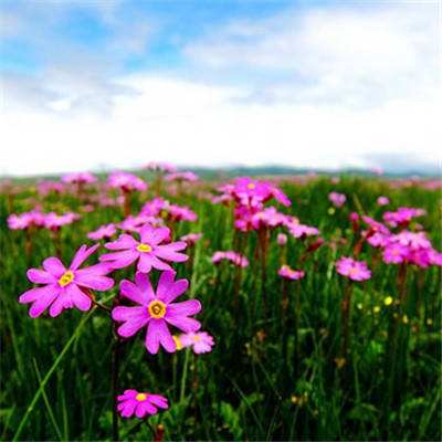 b体育官方体育app